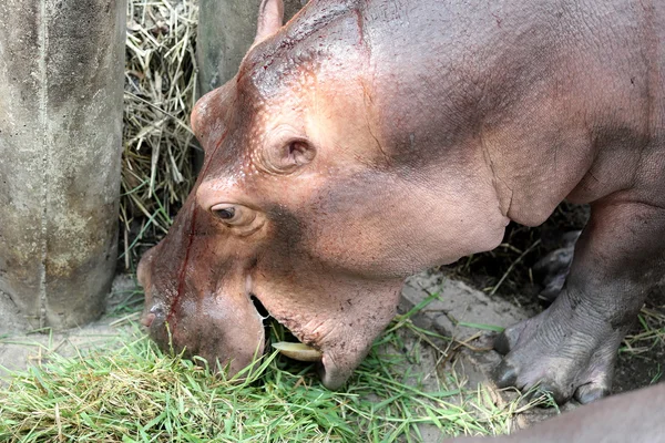Hipopótamo comer hierba —  Fotos de Stock