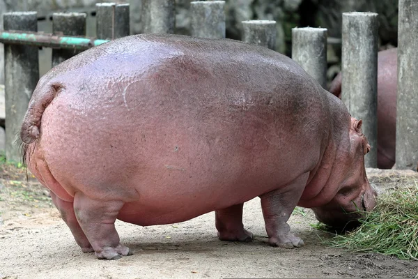 Hipopótamo comer hierba — Foto de Stock