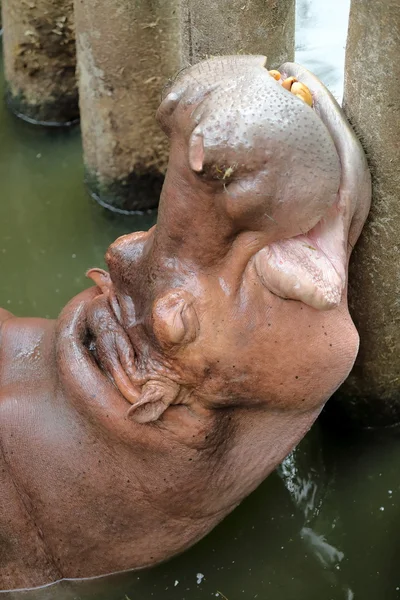 Hipopótamo descansando en el agua —  Fotos de Stock
