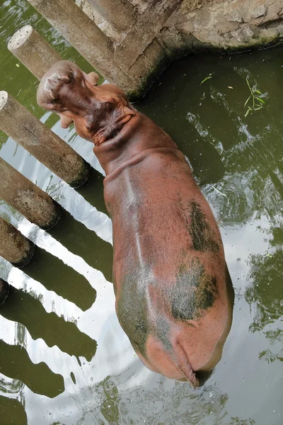 Hipopótamo descansando en el agua —  Fotos de Stock