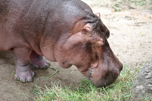 Hipopotam jedzenia trawy — Zdjęcie stockowe