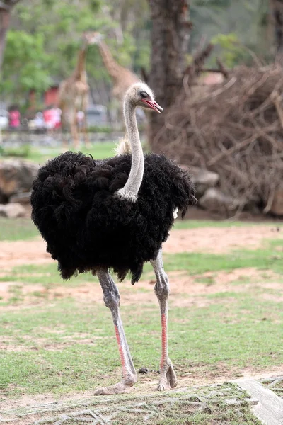 Struisvogel staande in de dierentuin — Stockfoto