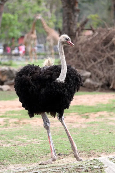 Struisvogel staande in de dierentuin — Stockfoto