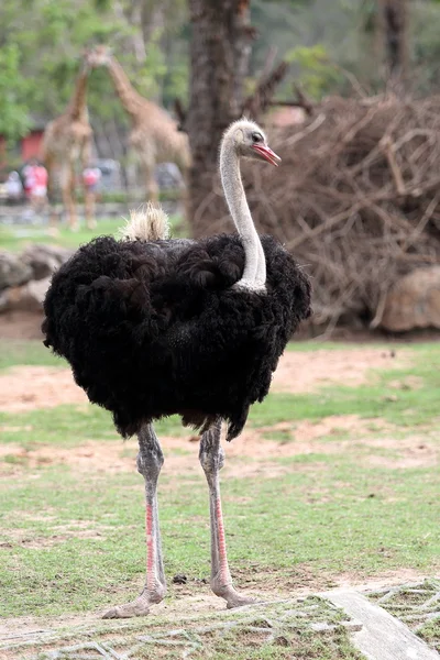 Struisvogel staande in de dierentuin — Stockfoto