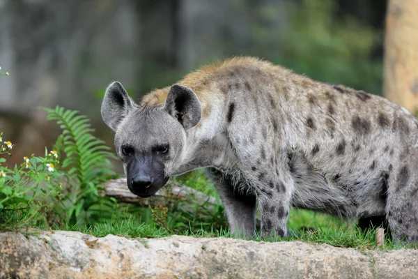 Iena maculata nel parco — Foto Stock