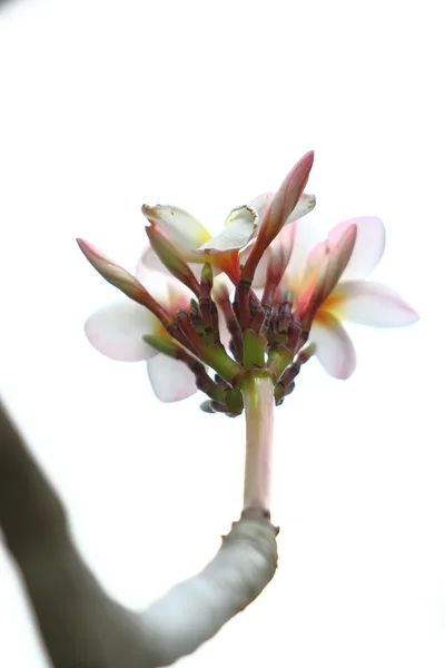 Fehér rózsaszín plumeria virágok — Stock Fotó