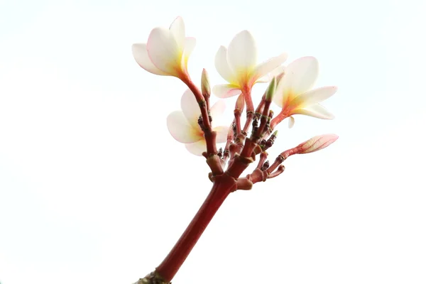 Fehér rózsaszín plumeria virágok — Stock Fotó