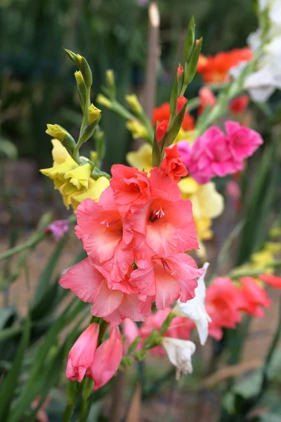 Bouquet de gladiole rose — Photo
