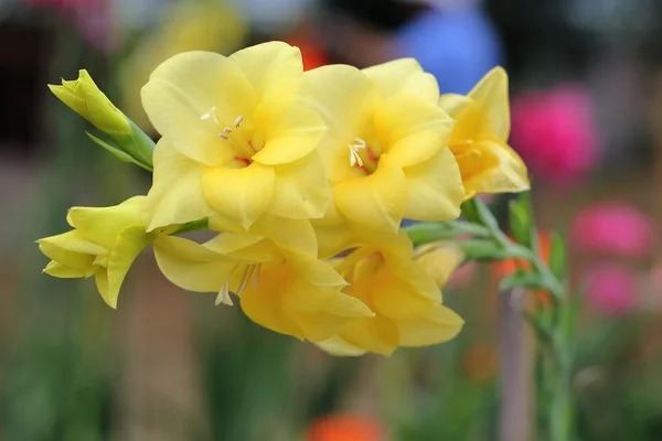 Massa gula gladiolus — Stockfoto