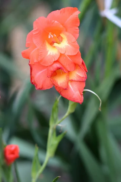 Bos van Oranje gladiolen — Stockfoto