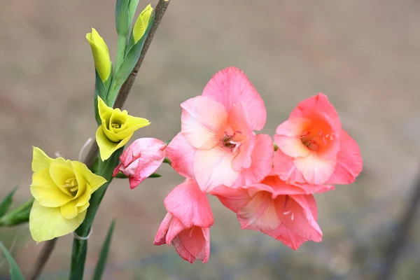 Cacho de gladíolo rosa — Fotografia de Stock