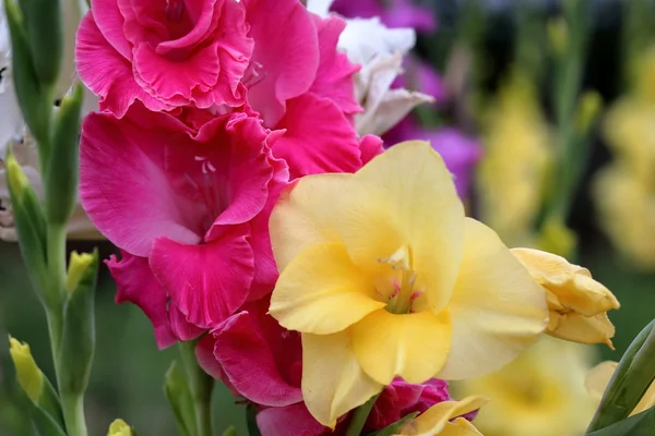 Bündel rosa und gelber Gladiolen — Stockfoto