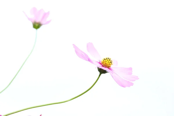 Fleurs cosmos roses — Photo