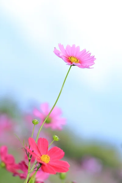 Fleurs cosmos rose dans le jardin — Photo