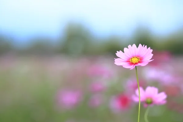 Růžové kosmu květiny v zahradě — Stock fotografie