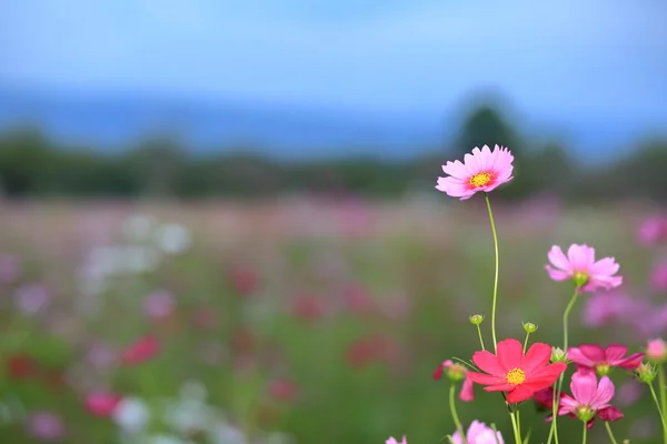 Roze kosmos bloemen in de tuin — Stockfoto
