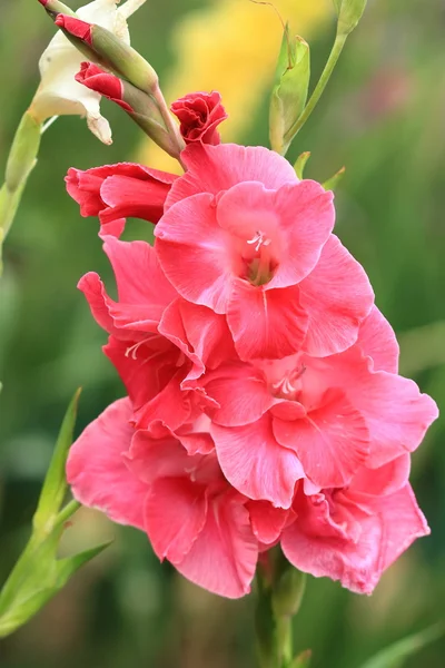 Cacho de gladíolo rosa — Fotografia de Stock