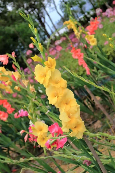 Massa gula gladiolus — Stockfoto