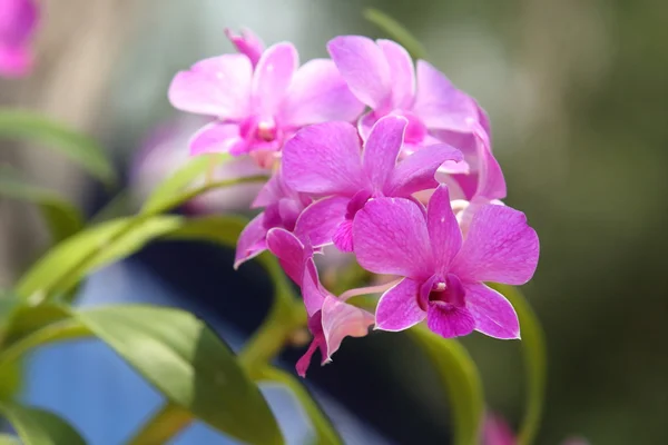 Stelletje roze orchidee bloemen — Stockfoto