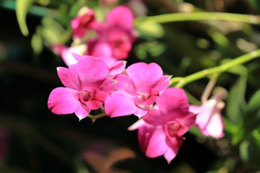 Pembe orkide çiçek demet