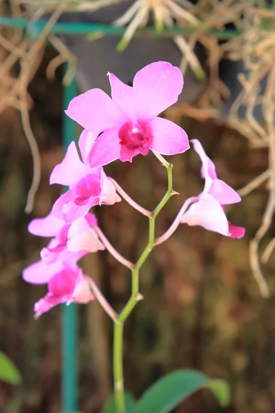 Stelletje roze orchidee bloemen — Stockfoto