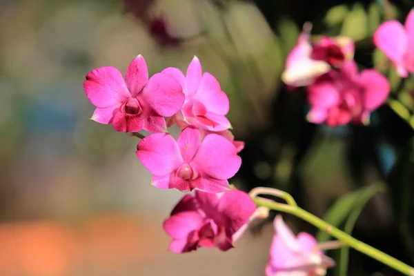 Massa rosa orkidé blommor — Stockfoto