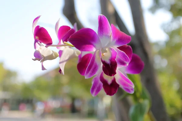 Stelletje roze orchidee bloemen — Stockfoto