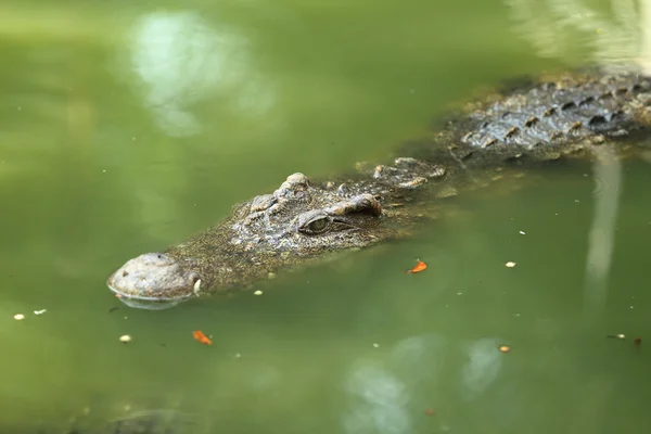 Krokodil a vízben úszó — Stock Fotó