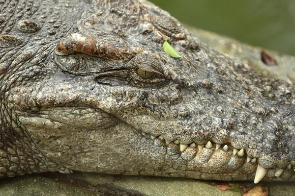 Pihen a föld krokodil — Stock Fotó