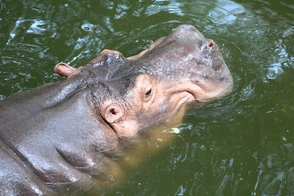 Hippopotamus flydende i vand - Stock-foto