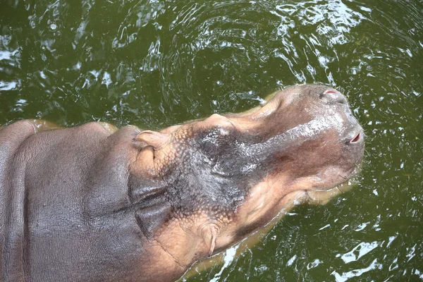 Hippopotamus flydende i vand - Stock-foto