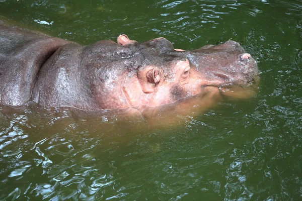 Hippopotamus floating in water — Stock Photo, Image