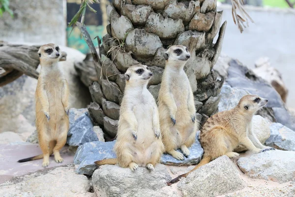 Meerkats família de pé alerta — Fotografia de Stock