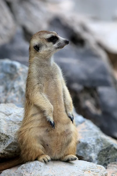 Meerkat standing alert and watchful — Stock Photo, Image