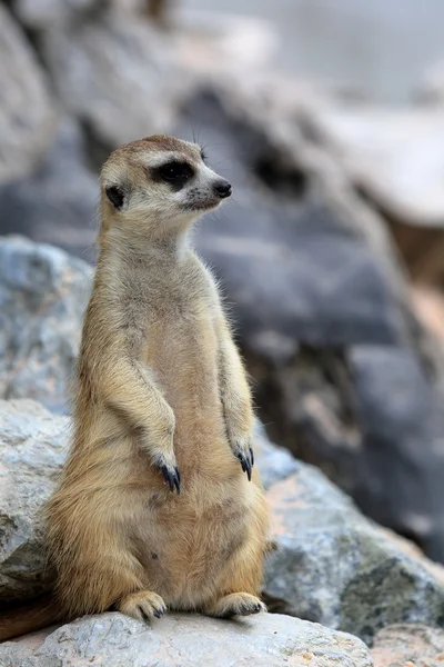 Meerkat standing alert and watchful — Stock Photo, Image