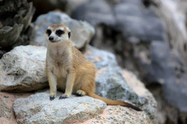 Meerkat alerta e vigilante — Fotografia de Stock