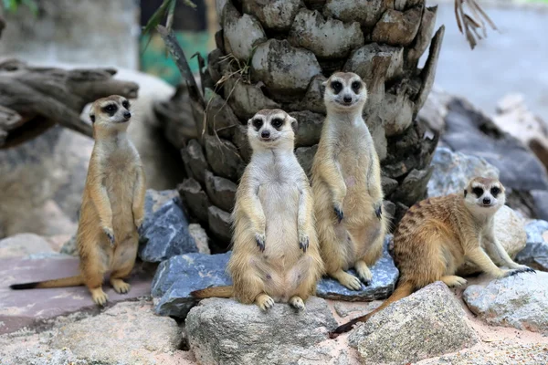 Familia Meerkats en alerta Fotos De Stock