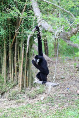 Salıncakta oturan siyah jibon