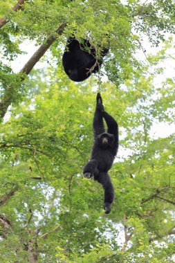 Ağaçta asılı siyah jibon