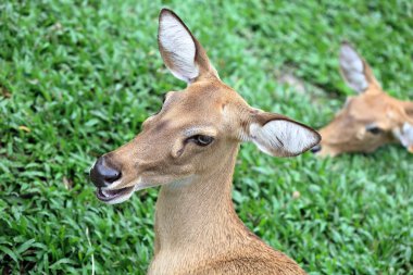 kahverengi kadın antilop kafa