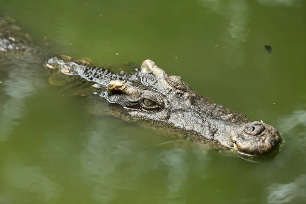 Krokodil a vízben úszó — Stock Fotó
