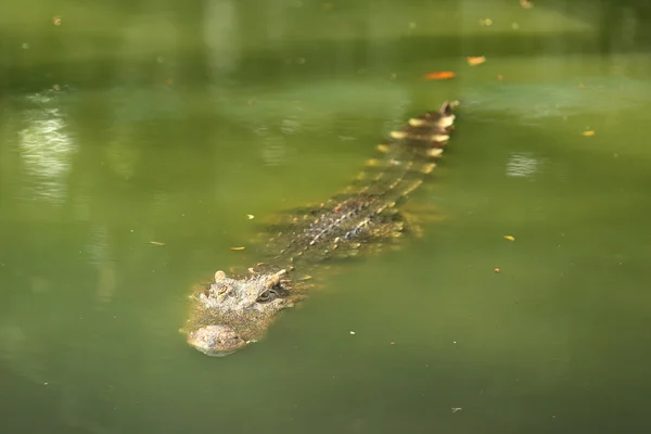 Krokodýl, plovoucí ve vodě — Stock fotografie