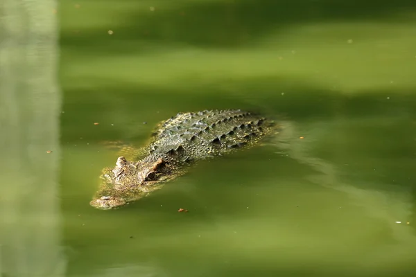 Crocodilo flutuando na água — Fotografia de Stock