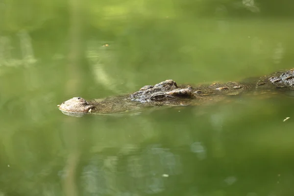 Krokodýl, plovoucí ve vodě — Stock fotografie