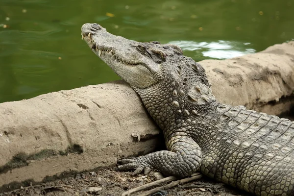Krokodýl na zem — Stock fotografie