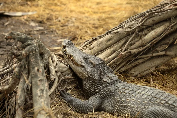 Pihen a föld krokodil — Stock Fotó