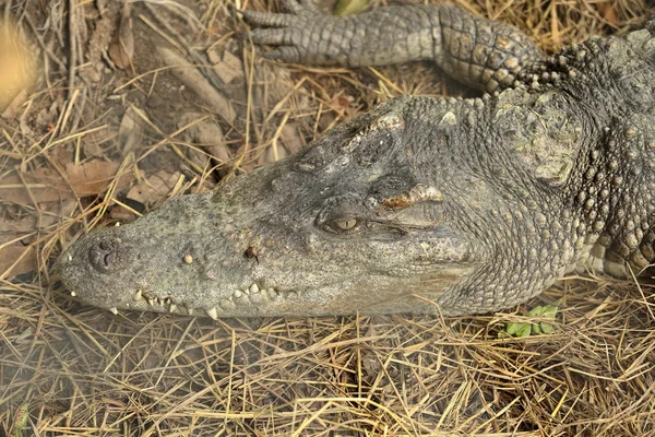 Krokodýl na zem — Stock fotografie