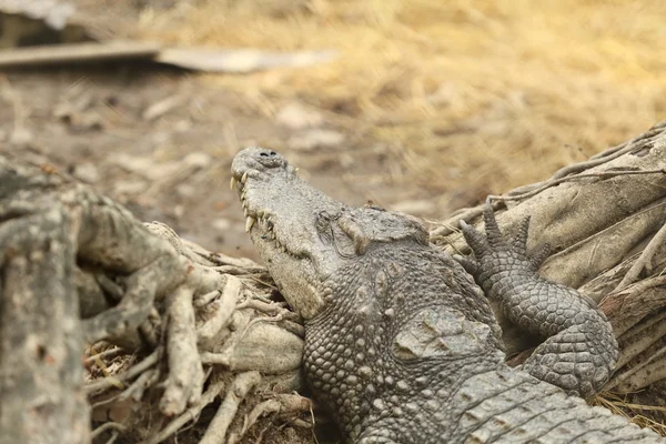 Pihen a föld krokodil — Stock Fotó