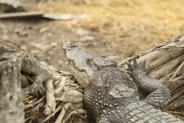 Pihen a föld krokodil — Stock Fotó