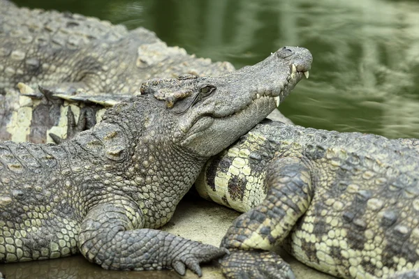 Pihen a föld krokodil — Stock Fotó